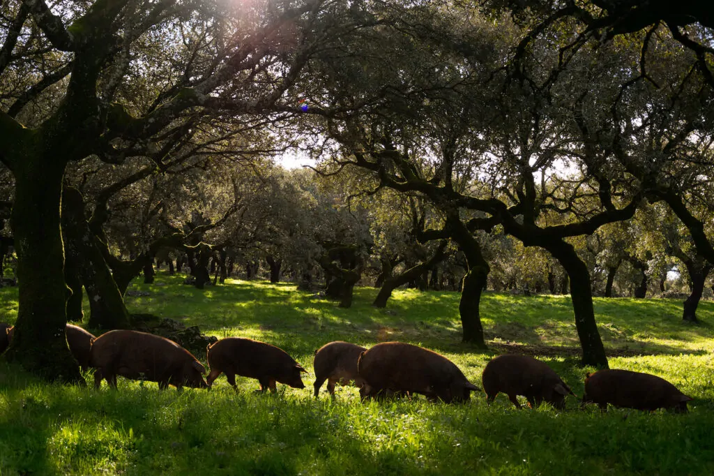 Dehesa de Extremadura Cerdos ibéricos pastando y comiendo bellotas
