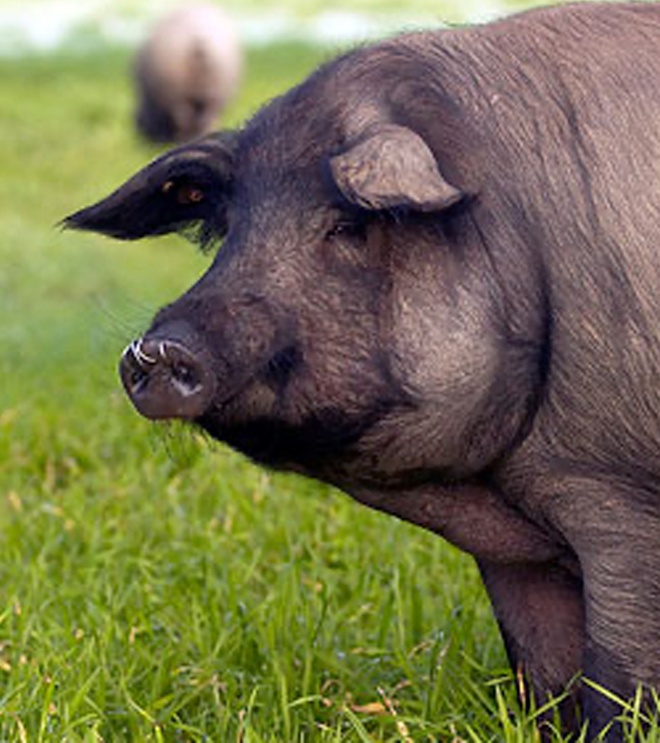 cerdo ibérico 50% con anilla en narid